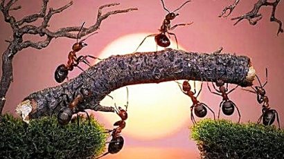 KNS – Bài học từ loài kiến bé nhỏ.