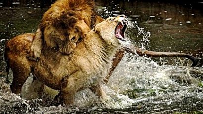 KNS – Báo và sư tử