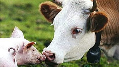 KNS – Con Bò và con Lợn
