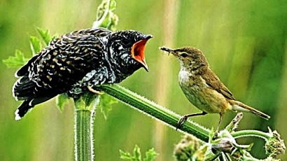 KNS – Chuyện hai con chim