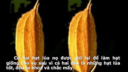 KNS – Hai hạt lúa