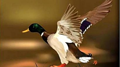 KNS – Chuyện con Vịt