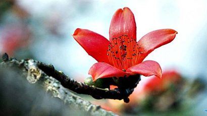 BĐV – Đóa Pơ Lang – Truyện ngắn của Phạm Quang Thu