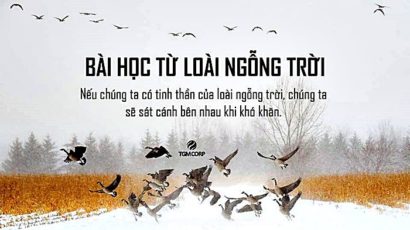 KNS – Bài học từ đàn ngỗng