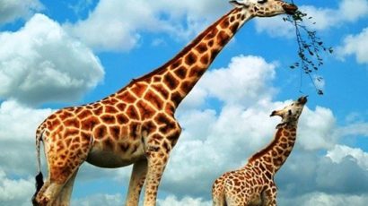 KNS – Bài học từ Hươu cao cổ