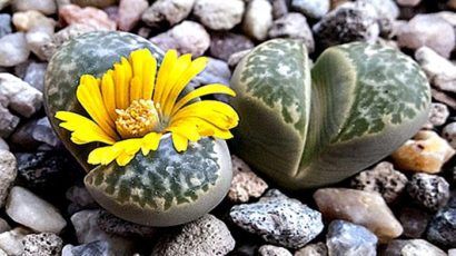 KNS – Hai viên Sỏi