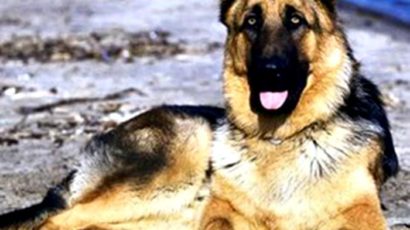 GĐGD – Bài diễn văn về chó của luật sư Georger Graham Vest