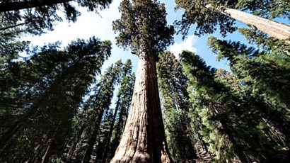 BV – Cây cổ thụ